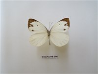 藏品(飛龍白粉蝶)的圖片